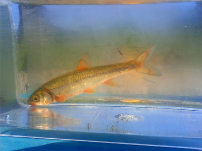 魚 赤い線 199416-魚 赤い線