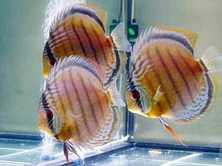 ikan discus