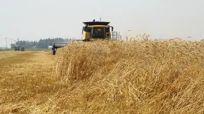 Wheat Spread Hits Record As Drought Plagues Midwest