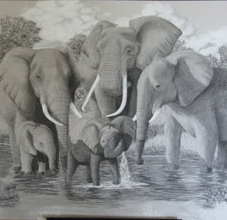 African elephant family charcoal drawing in progress