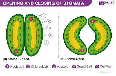 Ilustrasi stomata