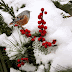 benvenuto inverno....