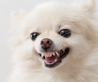 Close up of a white Pomeranian dog showing teeth