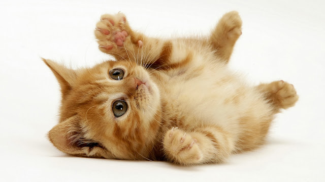 Cute Cats HD Wallpaper Free