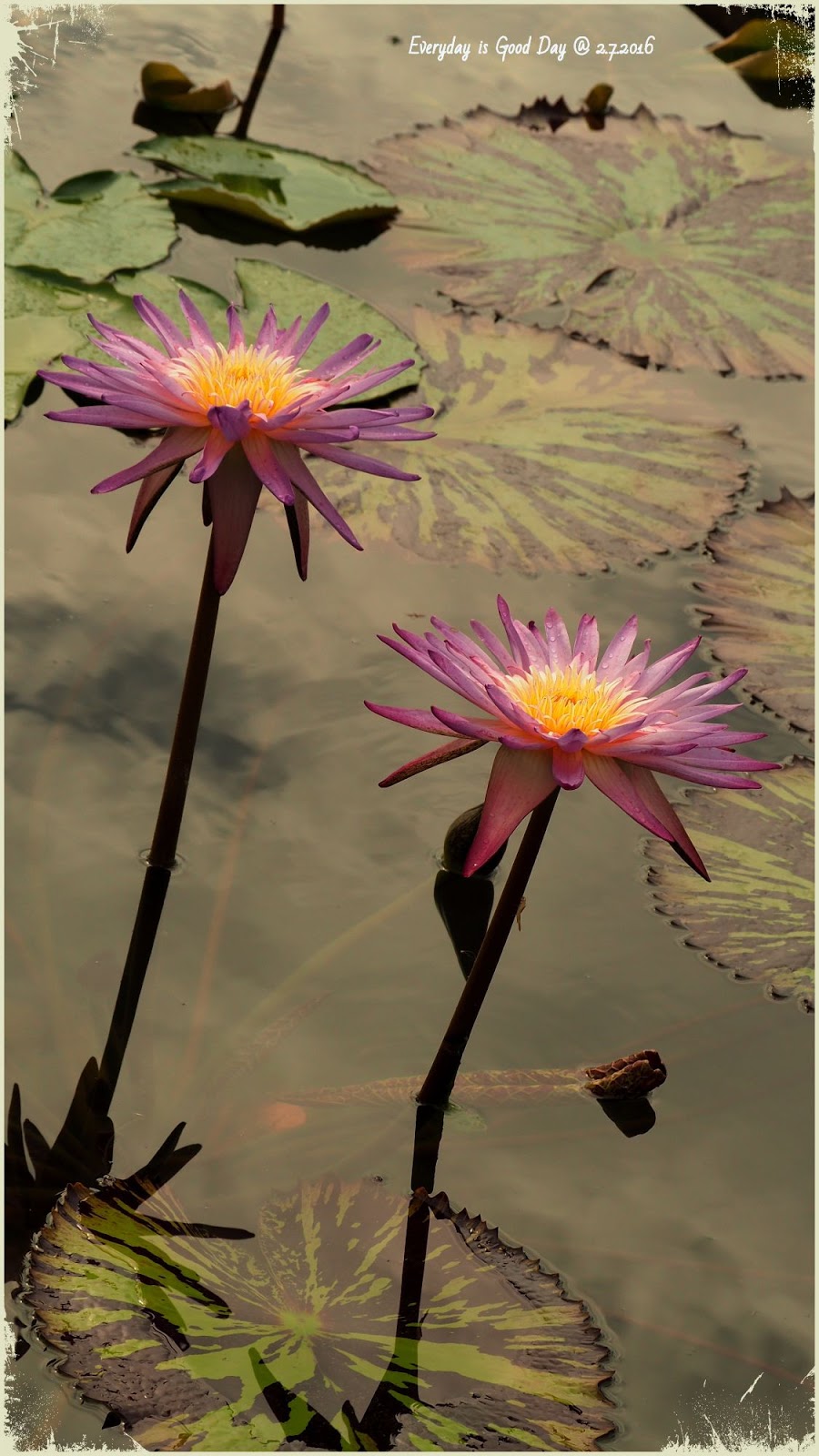 閒閒花集 睡蓮water Lily 只在乎你此刻有多快樂 閒閒花集 睡蓮water Lily 只在乎你此刻有多快樂