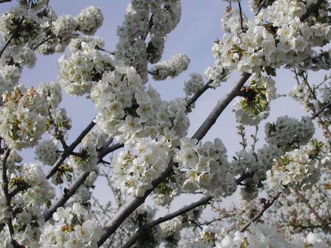 Ya están en floración los cerezos del Valle del Jerte, un espectáculo de la primavera