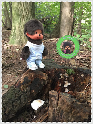 Bubbles le Monchhichi fait des découvertes à la forêt - promenade - bois - parc - rouelle - le havre