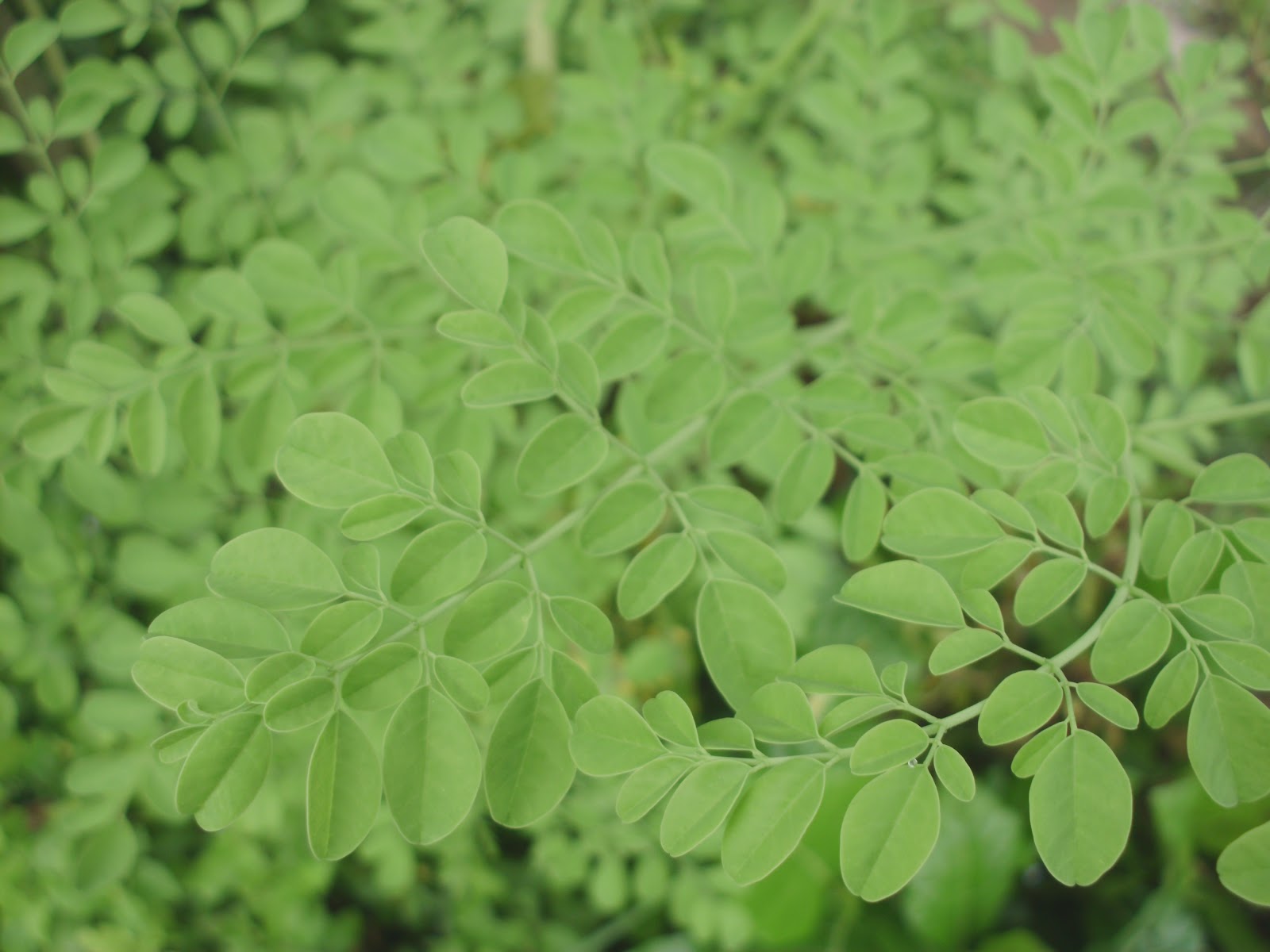 FOTO dan GAMBAR  DAUN  KELOR  Indonesiadalamtulisan 