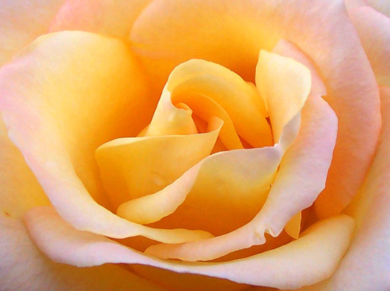 yellow rose 2011 pics