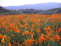 Spring season - Lake Elsinore, California, USA - 2008