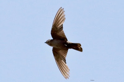 Dusky Crag-Martin