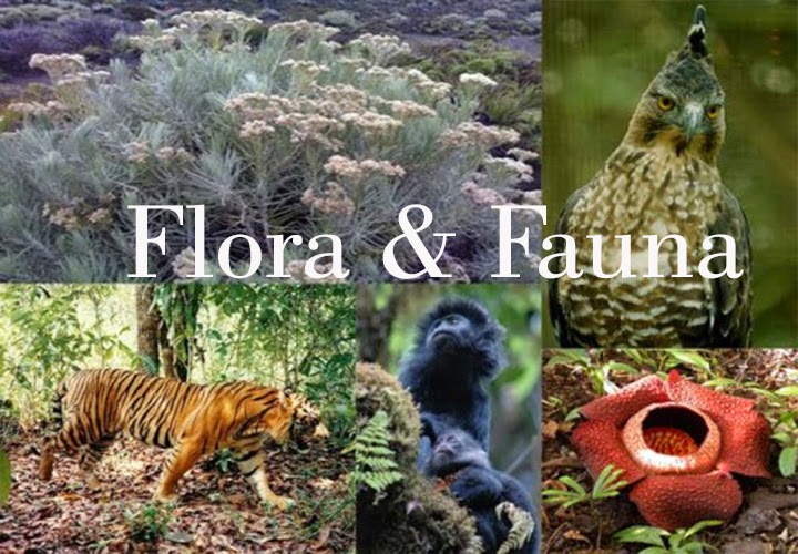  Gambar  Flora  Fauna  Jelajah Indonesia Batas Gambar  Dunia di 