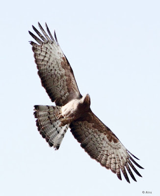 "They have also been observed feeding on small reptiles, animals, and birds, as well as raiding beehives for honey and larvae."