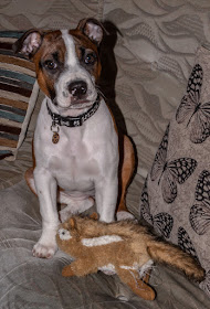 Photo of Ruby with her favourite cuddly toy that I've already had to repair many times