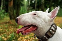 Cabeza bull terrier