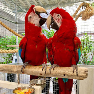 scarlet macaw for sale