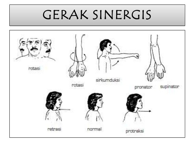  Gerak  bersamaan sinergis pada otot berbagaireviews com