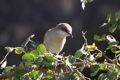 Lesser Whitethroat