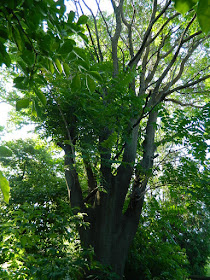 Tree of Heaven (Ailanthus altissima) in  an East York, Toronto Backyard