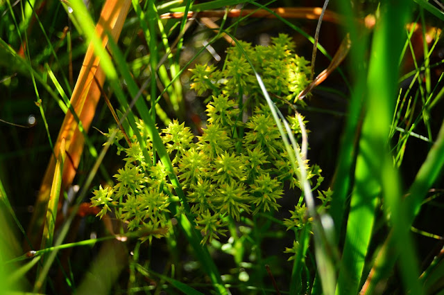 Polygala ramosa