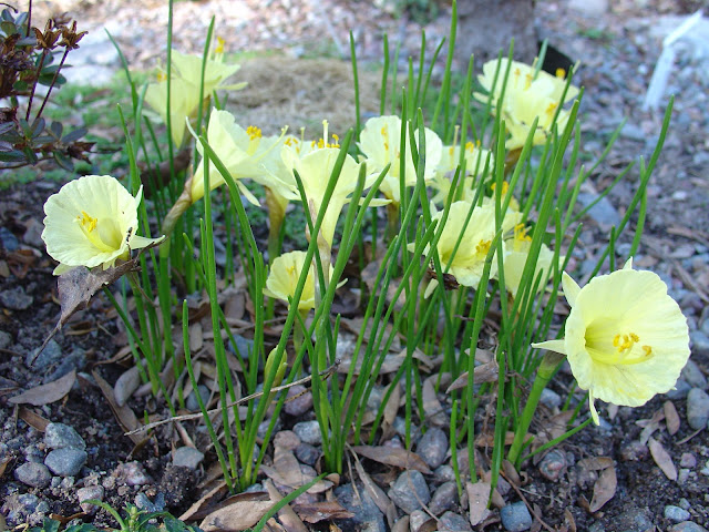 Narcissus romieux 39;Julia Jane39;, en fantastiskt söt narciss i Torvan 