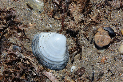 - Grote Strandschelp - Mactra stultorum