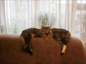 Funny cats - part 59 (30 pics + 10 gifs), funny photo of cats, kitten photos, funny pics, cat and kitten pics