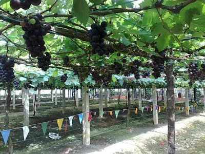 Ladang Anggur Tasik Beris