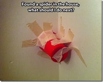 spider