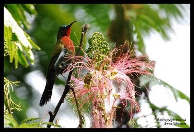 Jenis-Jenis Burung Kolibri