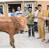 Wako Padang bersama Dirut Perumda AM Padang, Serahkan Sapi Kurban di Limau Manis