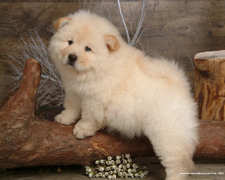 Chow Chow Dog HD images,cute chow chow, 