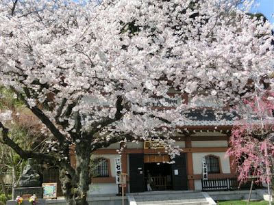  長谷寺の桜