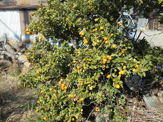 途中の民家の植え込み