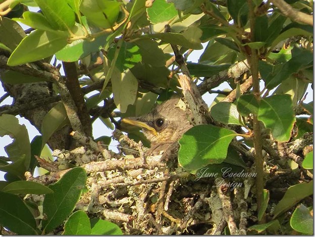 Mockingbird_BabyinNest