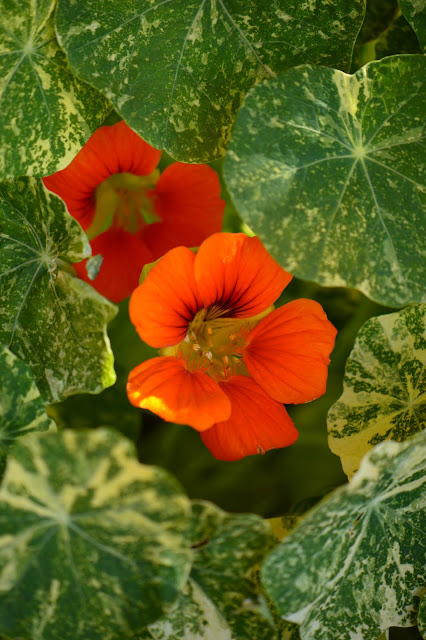 nasturtiums, garden, photography, amy myers, journal of a thousand things