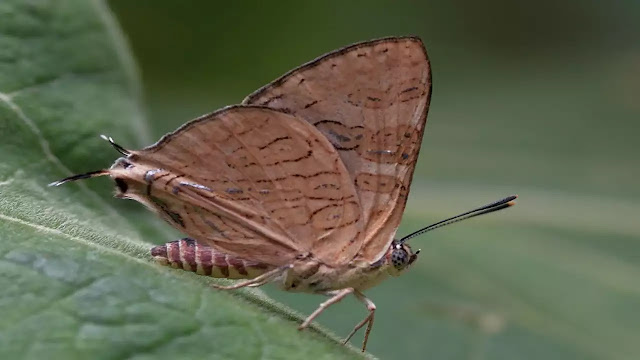 மேற்குத் தொடர்ச்சி மலையில் 33 ஆண்டுகளுக்குப் பிறகு புதிய வகை வண்ணத்துப்பூச்சி கண்டுபிடிப்பு / New species of butterfly discovered in Western Ghats after 33 years
