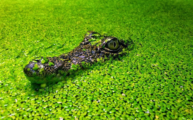 Alligator in Amazon