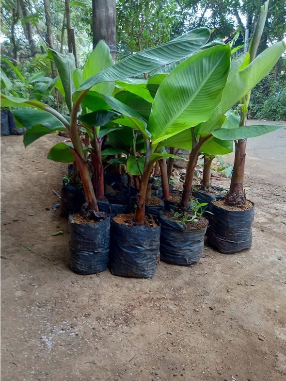 bibit pohon pisang merah ribuan stok bisa ecer maupun grosir Jawa Barat