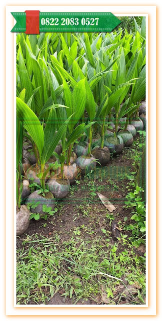 Pusat Agriculture, Jual Bibit Kelapa Hibrida Tasikmalaya, Harga Bibit Kelapa Genjah Entok Genjah, Jual Bibit Kelapa Genjah Entok Genjah, Harga Bibit Kelapa Genjah Entok Genjah, Bibit Kelapa Genjah Entok Kabupaten Kebumen Jawa Tengah, Bibit Kelapa Genjah Entok Unggul