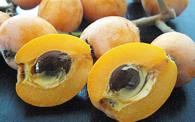 buah loquat