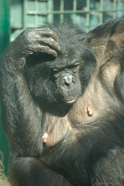 A female bonobo scratches her head.