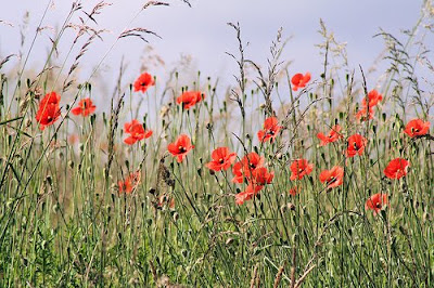 poppies