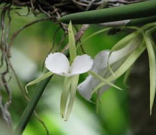 Costa Rica white orchid