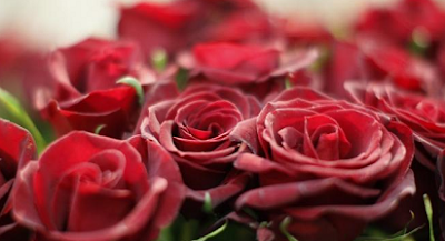 Apakah Nama Latin Bunga Mawar Merah?