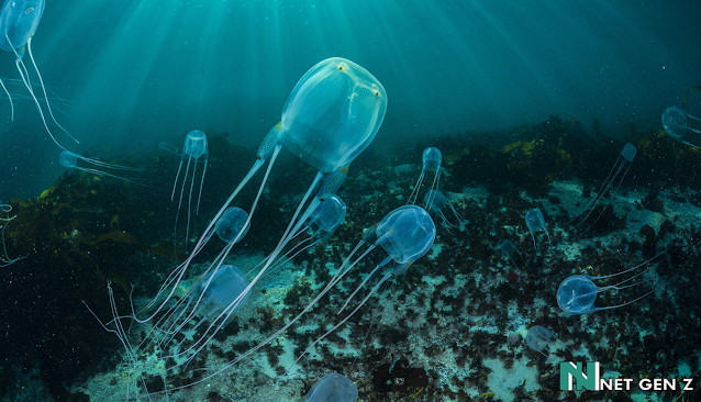 Sea wasp box jellyfish