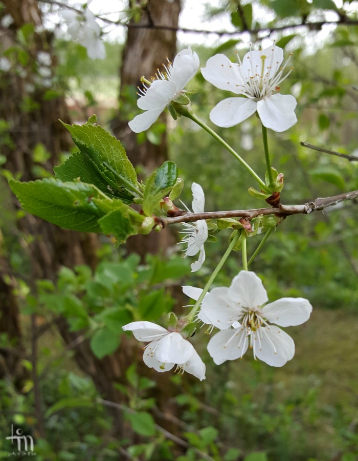 valkoiset kirsikankukat