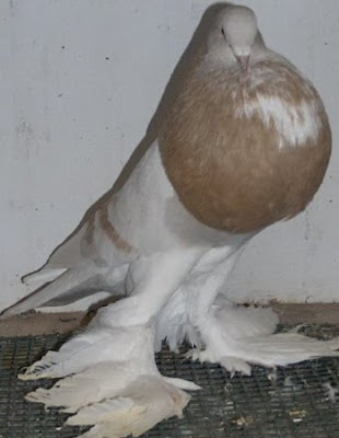 Pomeranian Pouter Pigeon