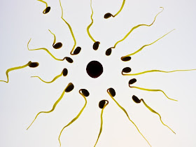 Korzyści sperm retention