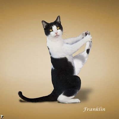 Cat Pose Yoga Seen On www.coolpicturegallery.net